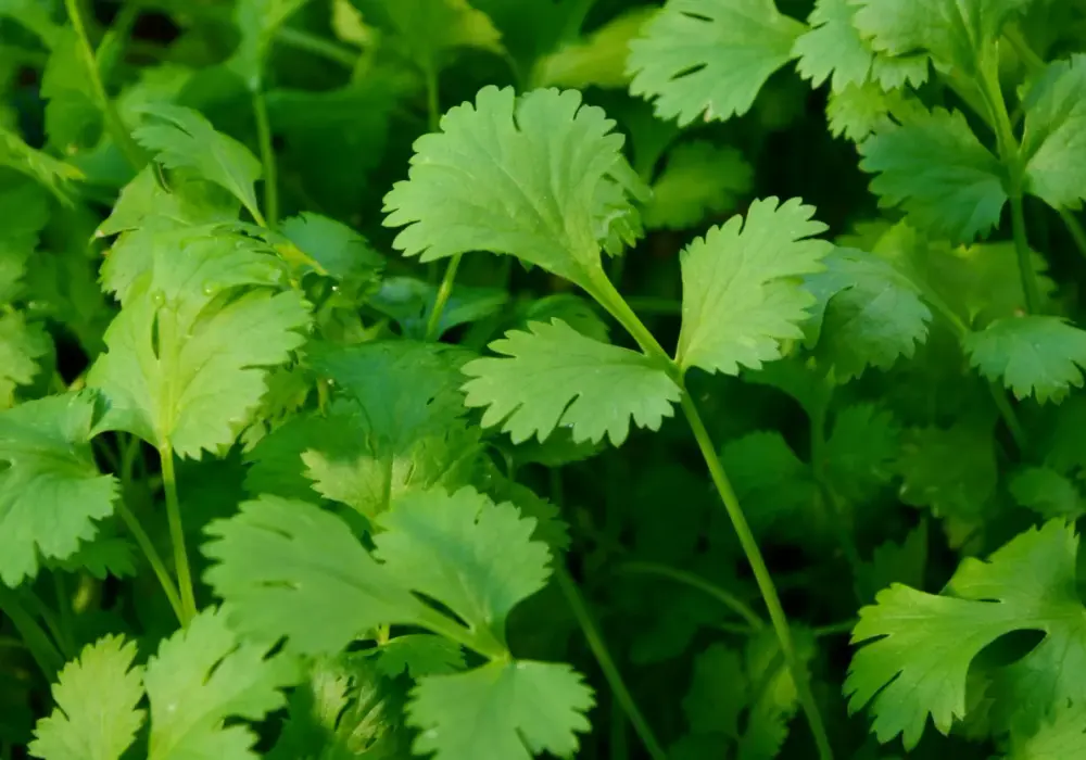 Coriander przyprawa do czego? Odkryj jej niezwykłe zastosowania w kuchni