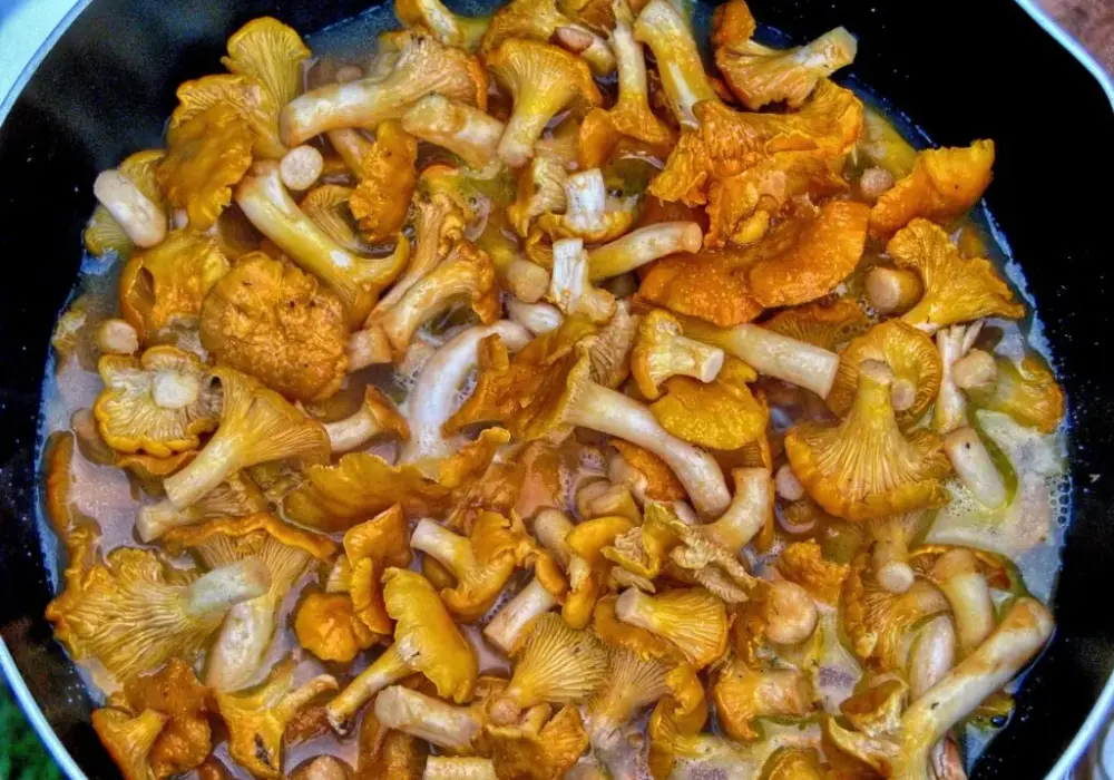 Jakie przyprawy do kurek wydobędą ich smak i aromat w potrawach