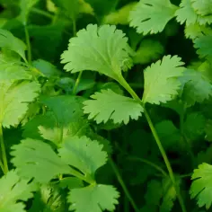 Coriander przyprawa do czego? Odkryj jej niezwykłe zastosowania w kuchni
