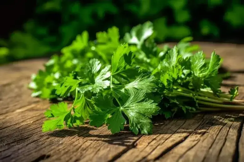 Zdjęcie Coriander przyprawa do czego? Odkryj jej niezwykłe zastosowania w kuchni